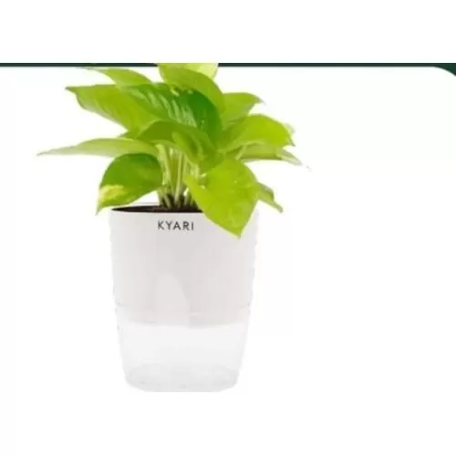 Xelect Money plant variegated