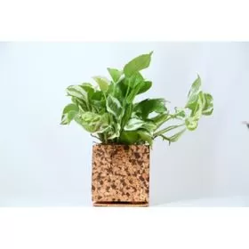  Cork Chocochip Planter 9C23306